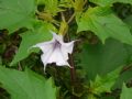 Datura stramonium